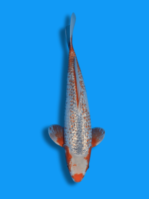 Ginrin Kanoko Asagi | Koi&Co.